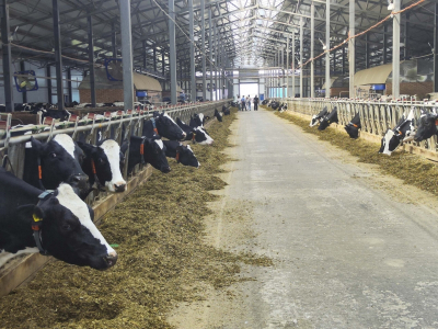 Нижегородские аграрии ставят рекорды: наращивают выпуск мяса и молока