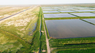 Более 15 тысяч га посевных площадей восстановили в Кызылординской области