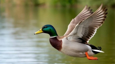 В Татарстане начался прием заявок на охоту на пернатую дичь весной