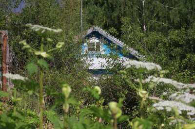 Штраф до 700 тысяч рублей грозит россиянам за борщевик на участке