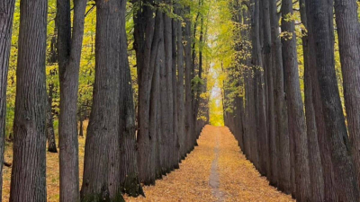 Суд назначил повторную экспертизу по делу о парке усадьбы Нарышкиных &ndash; Паулуччи в Ключищах