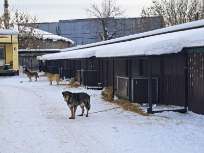 Суд закрыл собачий приют в Пыть-Яхе: экскременты в стекле&nbsp;