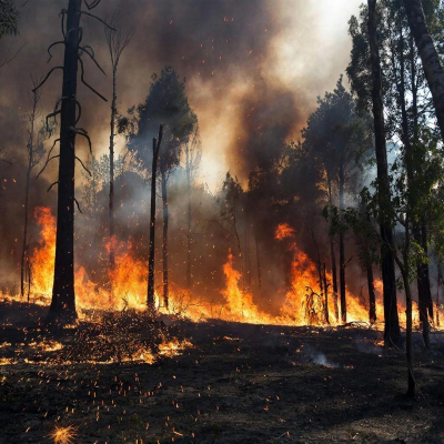 Антропогенных пожаров в Красноярском крае стало в три раза меньше