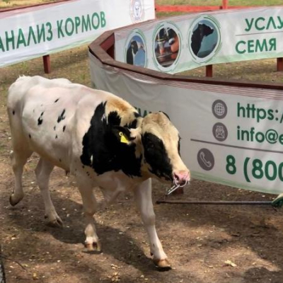 &laquo;Элита&raquo; начинает реализацию сексированного семени быков-производителей