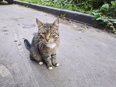 Кота-наркокурьера перехватили в Нижегородской области