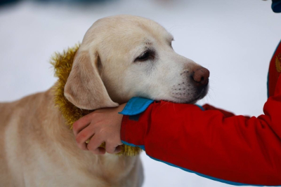 Налог на выгул собак предложили ввести в России
