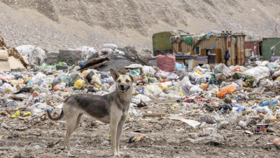 В Казахстане хотят увеличить штрафы за выброс мусора вне установленных мест