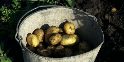 Предприниматель бесплатно раздает картофель с полей в Северном Казахстане (ВИДЕО)