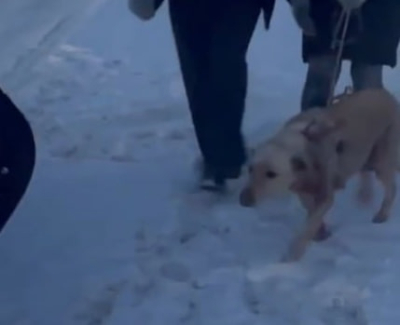 Привязал к машине и поехал: мужчине грозит срок за издевательство над собакой 28/01/2026 &ndash; Новости