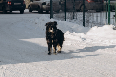 Прокуратура отстояла интересы еще одного ребенка, покусанного бездомным псом