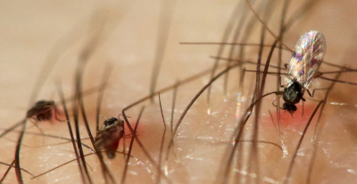 Роспотребнадзор: в средней полосе РФ не ожидается нашествия клещей-мутантов