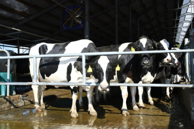 В Татарстане на строительство подъезда к крупной ферме направят 316 млн рублей