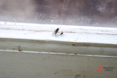 Не нашествие, но больше обычного: что говорят эксперты о пробуждении комаров и клещей
