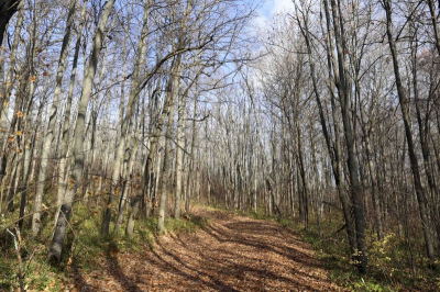 Аномальное тепло разбудило гадюк: где в Петербурге можно наткнуться на краснокнижную змею