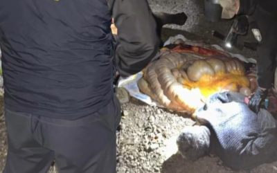 C поличным задержали двух скотокрадов