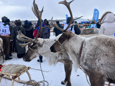Из-за лютых морозов День оленевода в Новом Уренгое отложили&nbsp;