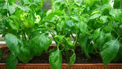 Успеть до марта: закрываем вопрос с рассадой перцев и баклажанов