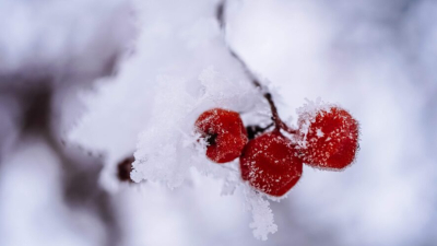 Столбик термометра опустится до -35: крепкие морозы придут в Татарстан в ближайшие сутки 21/01/2026 &ndash; Новости