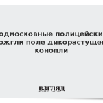 Подмосковные полицейские сожгли поле дикорастущей конопли