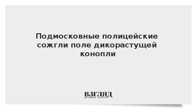 Подмосковные полицейские сожгли поле дикорастущей конопли