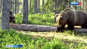 В Татарстане участились встречи людей с медведями