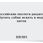 Российские экологи решили обучать собак искать в море китов