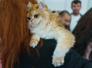 Фестиваль «ЗООФЕСТ ЭКО»: «республика котиков», гигантский мастиф и мухоловки