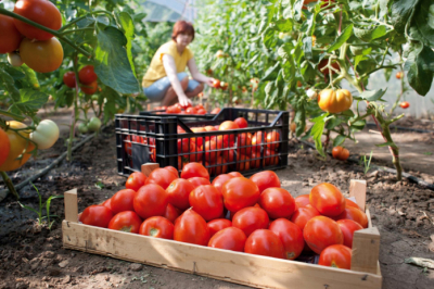 Объем валовой продукции сельского хозяйства вырос на 3,4%